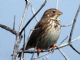 Corn Bunting (Miliaria calandra) 