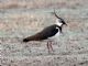 Northern Lapwing (Vanellus vanellus) 