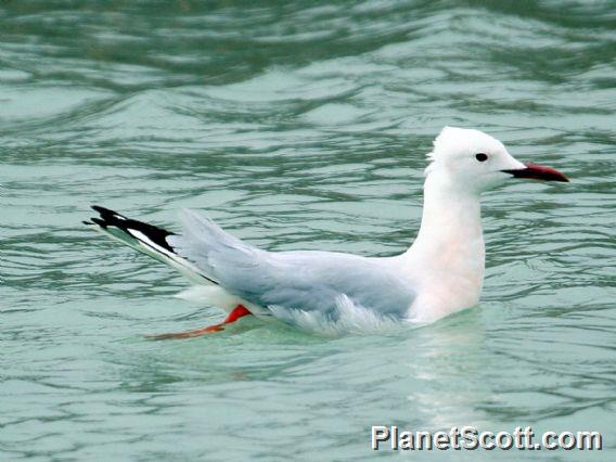 Slender-billed Gull (Chroicocephalus genei)