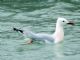 Slender-billed Gull (Larus genei) 