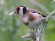 European Goldfinch (Carduelis carduelis) 