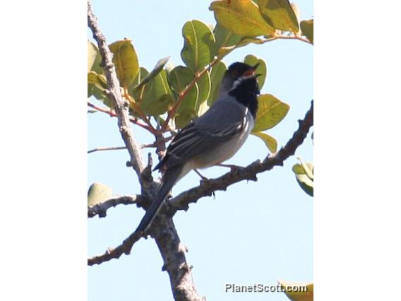 Rueppell's Warbler (Curruca ruppeli)