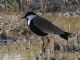 Spur-winged Lapwing (Vanellus spinosus) 