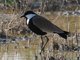 Spur-winged Lapwing (Vanellus spinosus)
