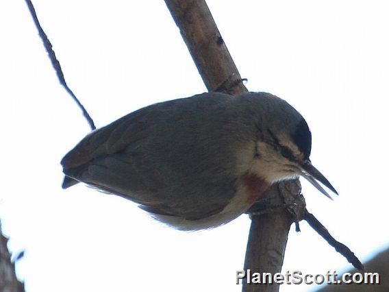 Krueper's Nuthatch (Sitta krueperi)