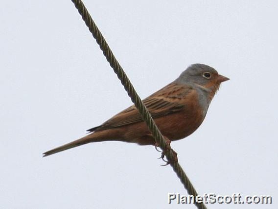 Cretzschmar's Bunting (Emberiza caesia)