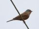 Cretzschmars Bunting (Emberiza caesia) 