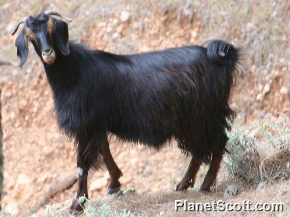 Domestic Goat (Capra hircus)