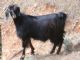 domestic goat (Capra hircus) 