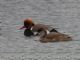 Red-crested Pochard (Netta rufina) 