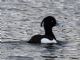 Tufted Duck (Aythya fuligula) Male