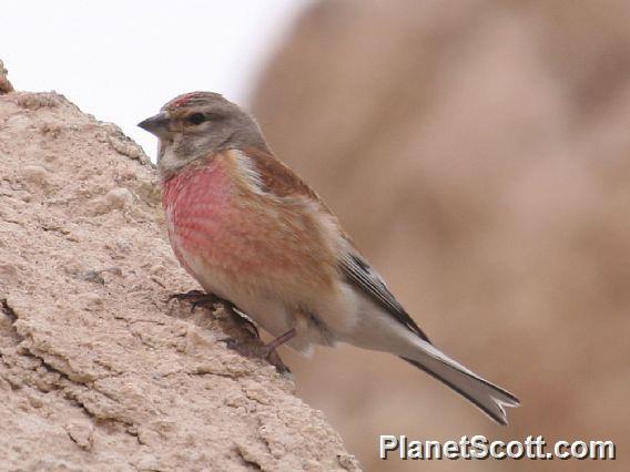 Eurasian Linnet (Linaria cannabina)