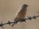 Eurasian Linnet (Linaria cannabina) Female