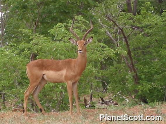 Impala (Aepyceros melampus)