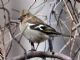 Chaffinch (Fringilla coelebs) 