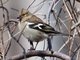 Chaffinch (Fringilla coelebs)