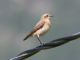 Northern Wheatear (Oenanthe oenanthe) 