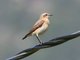 Northern Wheatear (Oenanthe oenanthe)