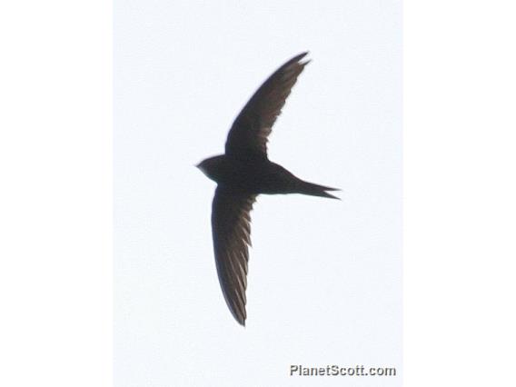 Common Swift (Apus apus)