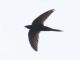 Common Swift (Apus apus) 