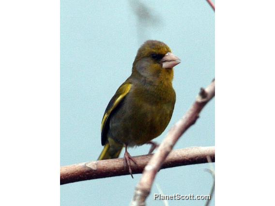 European Greenfinch (Chloris chloris)