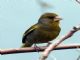 European Greenfinch (Carduelis chloris) 