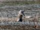 Asia Minor Ground Squirrel (Spermophilus xanthoprymnus) 