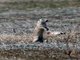 Asia Minor Ground Squirrel (Spermophilus xanthoprymnus)