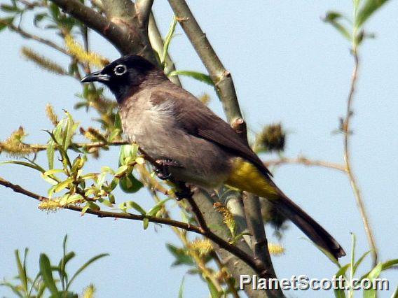 White-spectacled Bulbul (Pycnonotus xanthopygos)