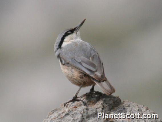 Western Rock Nuthatch (Sitta neumayer)