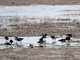 Ruff (Calidris pugnax)