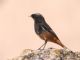 Black Redstart (Phoenicurus ochruros) 