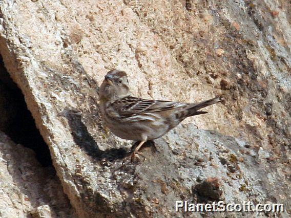 Rock Petronia (Petronia petronia)