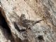 Rock Sparrow (Petronia petronia) 