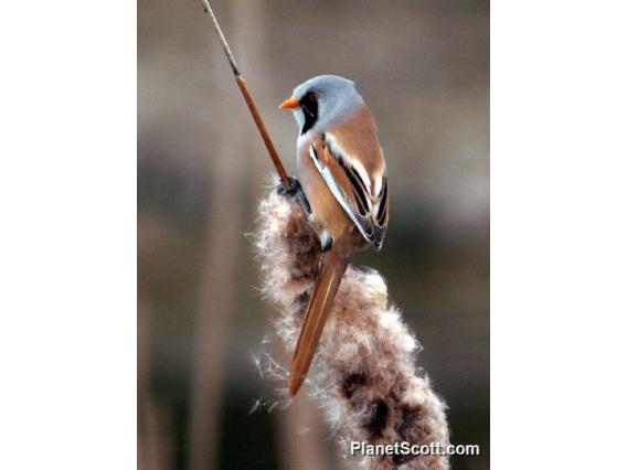 Bearded Reedling (Panurus biarmicus)