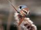 Bearded Parrotbill (Panurus biarmicus) Male