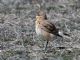 Isabelline Wheatear (Oenanthe isabellina) 