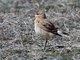 Isabelline Wheatear (Oenanthe isabellina)