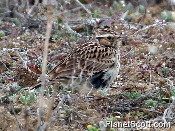 Wood Lark (Lullula arborea)