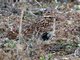 Woodlark (Lullula arborea)