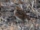 Skylark (Alaudala arvensis) 