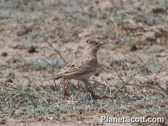 Turkestan Short-toed Lark (Alaudala heinei)