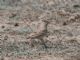 Turkestan Short-toed Lark (Alaudala heinei) 