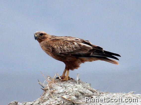 Long-legged Buzzard (Buteo rufinus)