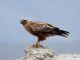 Long-legged Buzzard (Buteo rufinus) 