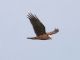 Western Marsh-Harrier (Circus aeruginosus) 