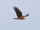 Western Marsh-Harrier (Circus aeruginosus)