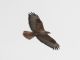 Long-legged Buzzard (Buteo rufinus) 