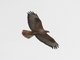 Long-legged Buzzard (Buteo rufinus)