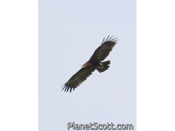 Greater Spotted Eagle (Clanga clanga)